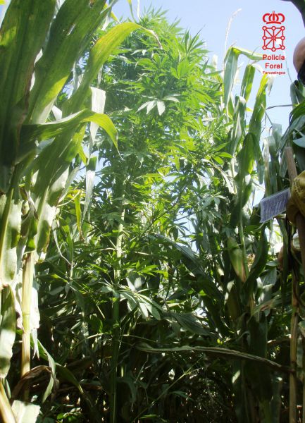 Incautadas en Navarra cien plantas de marihuana escondidas en maizales