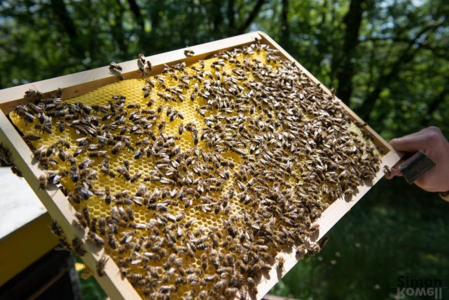 Un muestreo global indica que el 75 % de la miel tiene trazas de pesticidas