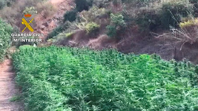 La Guardia Civil detiene a 46 personas por el cultivo de marihuana en Málaga