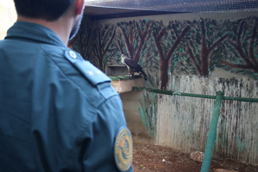 La Guardia Civil lleva a cabo una operación contra el comercio ilegal y el expolio de aves rapaces en Baleares