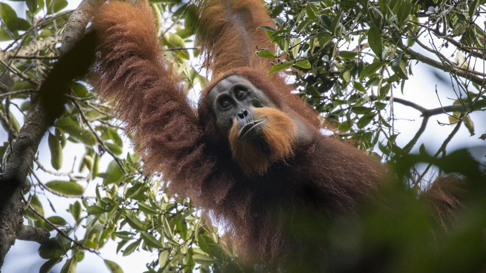 Descubren en Sumatra un nuevo tipo de orangután hasta ahora desconocido
