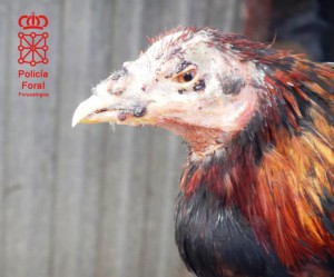 pelea gallos