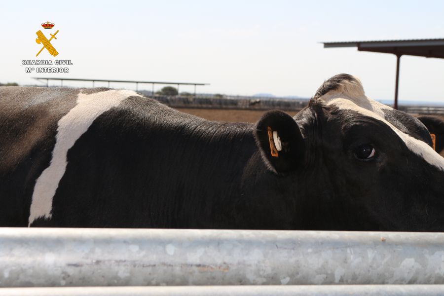 La Guardia Civil desarticula un grupo organizado dedicado al maltrato de animales