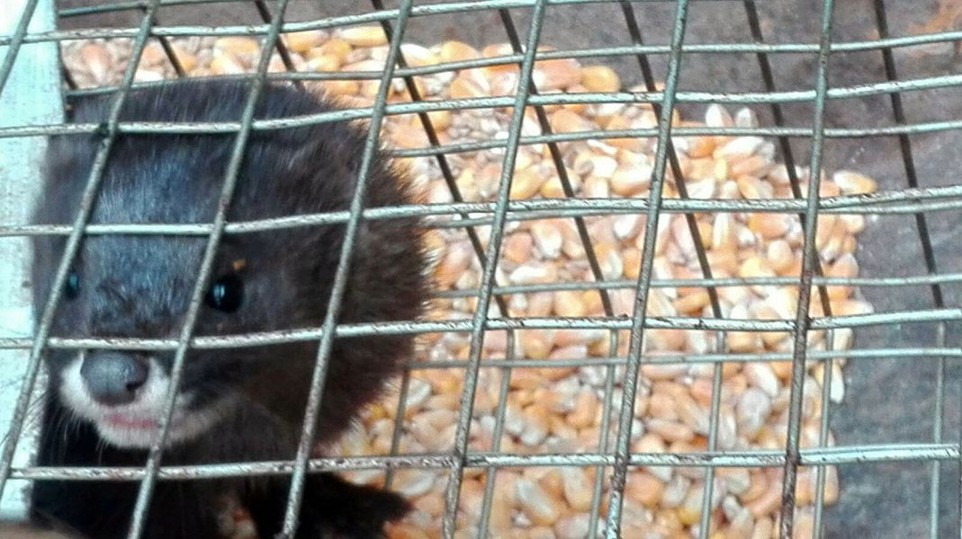 Aparece un visón europeo en uno de los estanques de La Taconera
