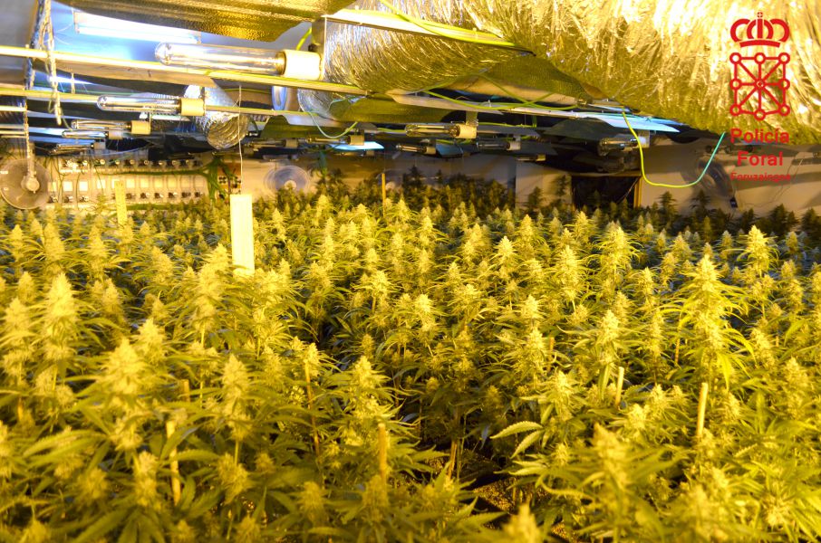 Detenido por cultivar 1.312 plantas de marihuana en un garaje de Gorraiz
