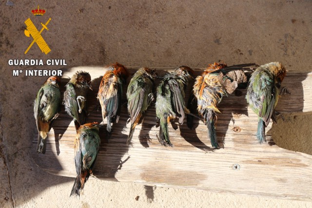 La Guardia Civil interviene 70 aves exóticas en un vuelo procedente de Uruguay