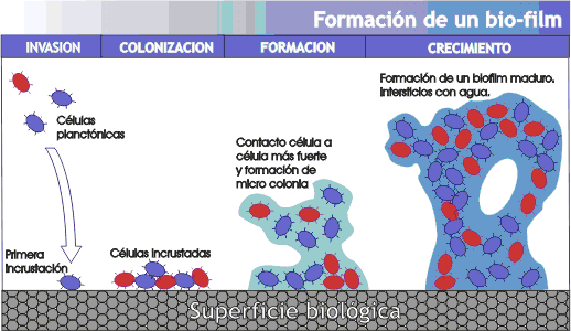 Crean un agente antibacteriano contra infecciones resistentes