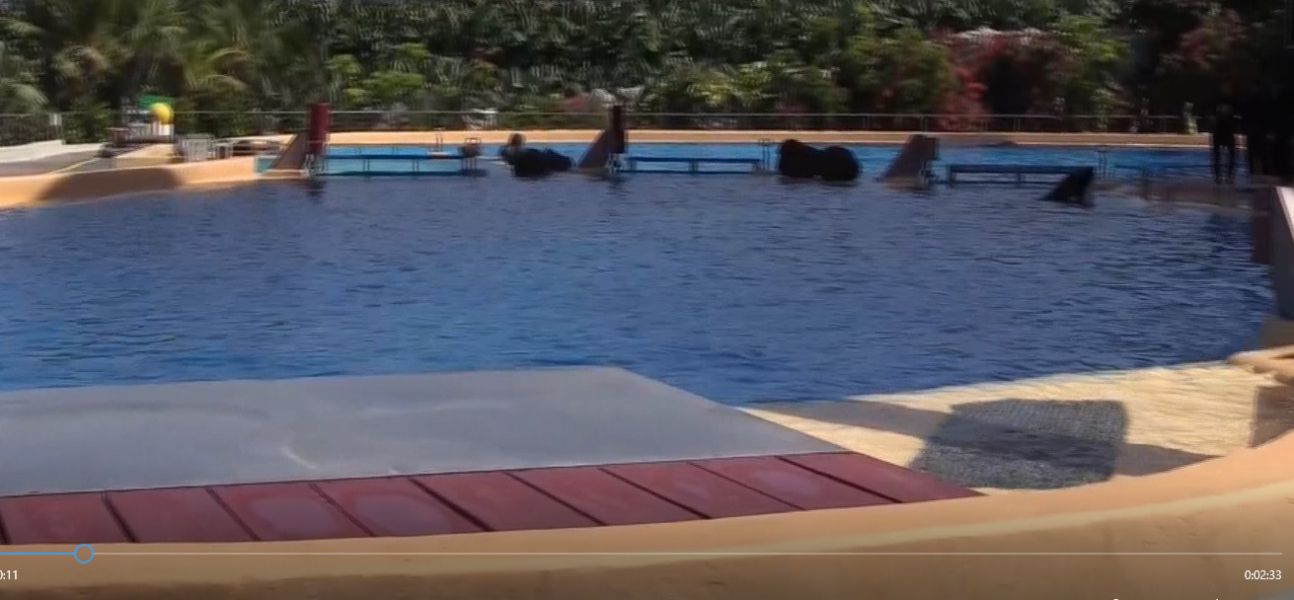 El cóctel de tóxicos en el mar afecta al sistema inmunológico de las orcas