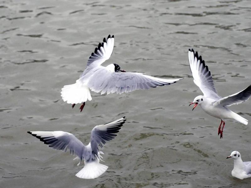 Excrementos de las aves marinas, una fuente de nutrientes vital para la tierra