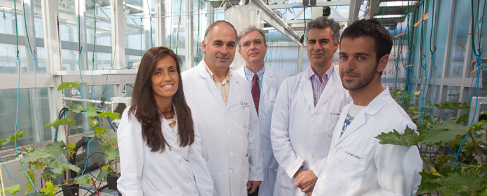 Avance en el conocimiento de una hormona vegetal que protege a las plantas frente a patógenos y estrés