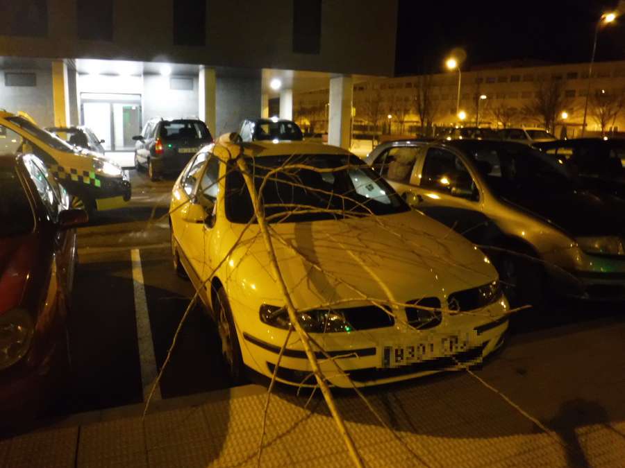 Cortan un árbol y lo arrojan contra vehículos estacionados en Pamplona