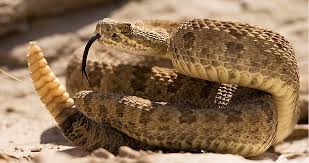 El veneno de la serpiente de cascabel mata bacterias