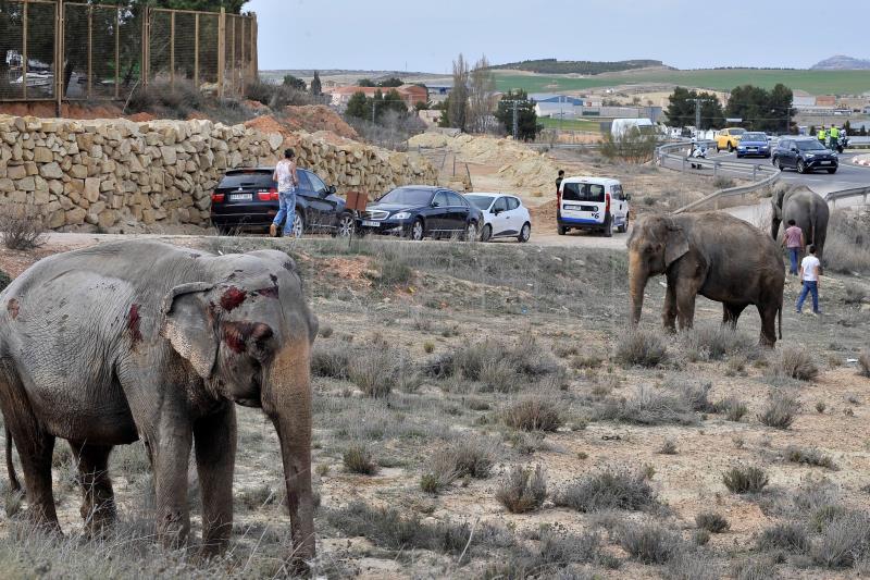 Elefantes accidentados estarán unos días en una nave con zona al aire libre