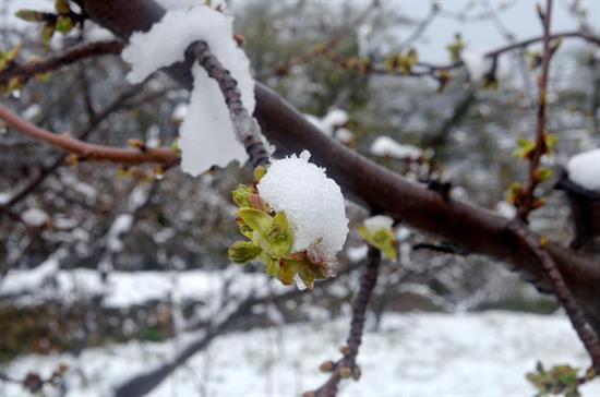 Los cerezos en flor del Jerte, más blancos que nunca debido a la nieve