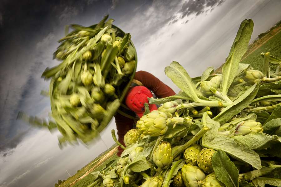 Convenio Conservas Vegetales regula condiciones de 12.000 personas en Navarra