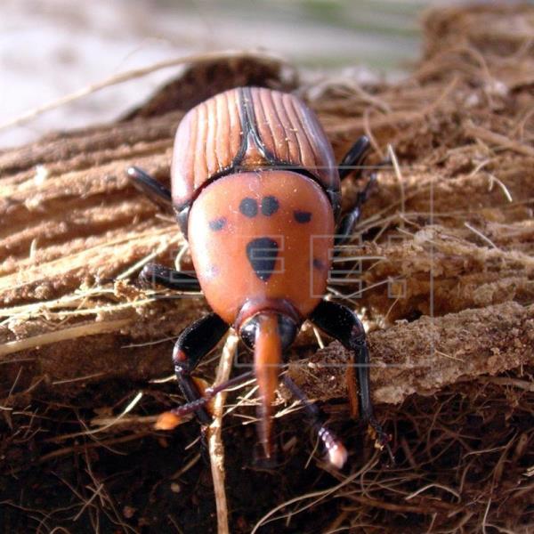 Un tratamiento ecológico controlará la plaga del picudo rojo