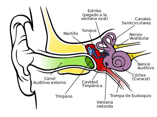 Una investigación de la CUN demuestra que la cóclea no es órgano 