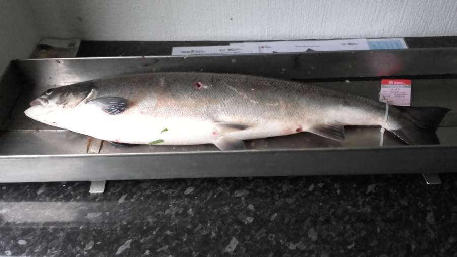 Este jueves se pescó en el Bidasoa (Navarra) el duodécimo salmón multi-invierno de esta temporada