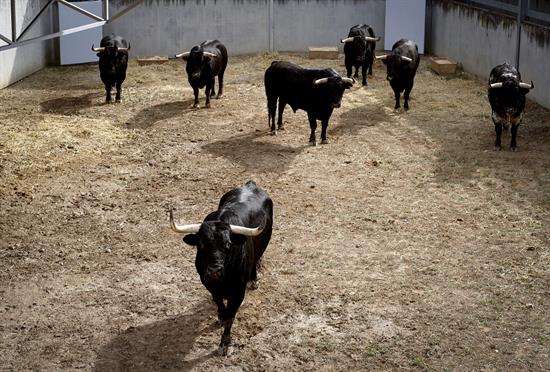 Declaradas aptas para lidia reses de varias ganaderías que están ya Pamplona