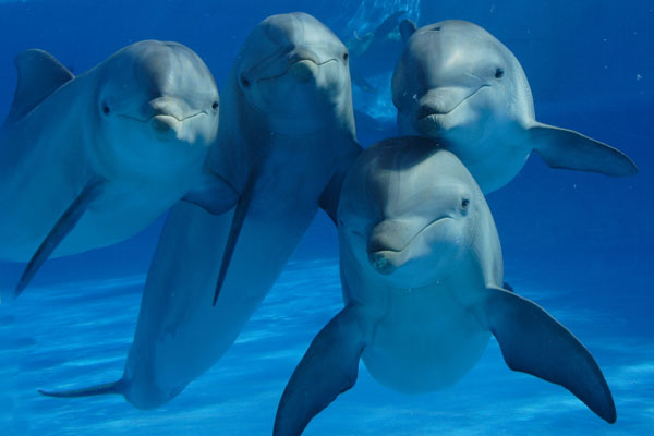 Los delfines macho individualizan con «nombres» a los amigos y los rivales de su entorno
