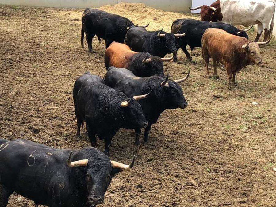Los toros de Cebada Gago y Fuente Ymbro ya descansan en los corrales del Gas