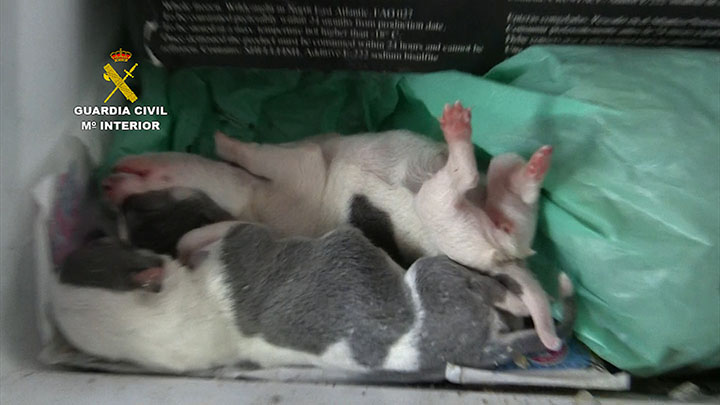 La Guardia Civil interviene 397 perros de raza en un centro de cría ilegal en Castellón