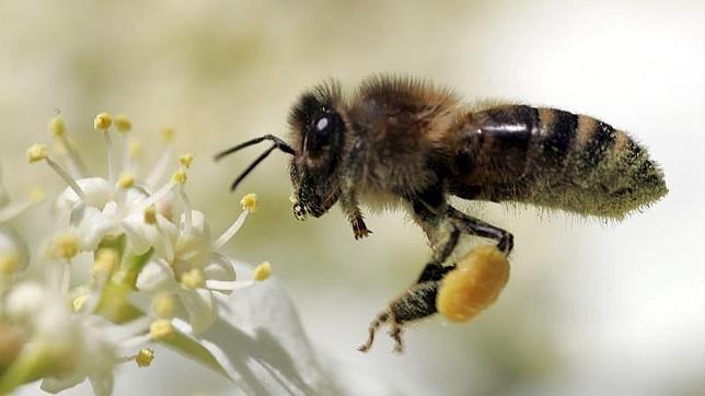 El polen de las flores sirve de herramienta científica para conocer el pasado