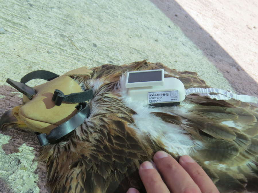 Navarra lidera el proyecto europeo ECOGYP, para diagnosticar la situación de las aves necrófagas