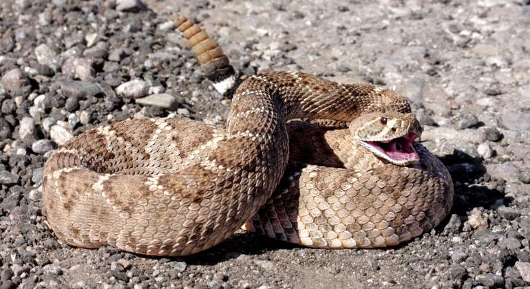 Investigadores mexicanos crean antiveneno contra mordeduras de serpiente