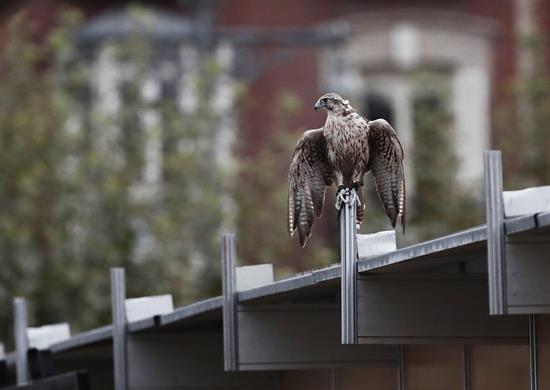 Pamplona cuenta con dos halcones para controlar la superpoblación de palomas