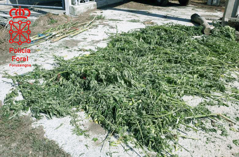 Policía Foral de Navarra detiene a dos personas por cultivar marihuana para su distribución