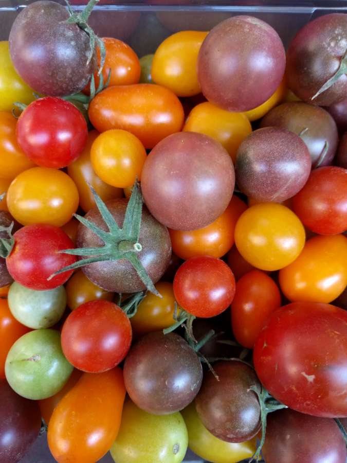 Pamplona celebra V Feria del Tomate Antiguo, local y ecológico