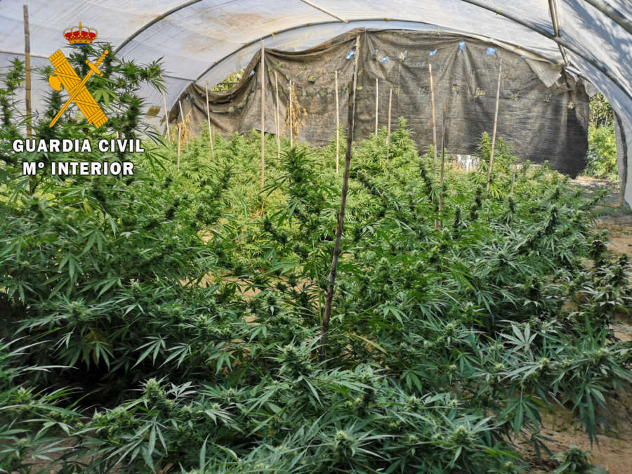 La Guardia Civil desarticula varios cultivos de marihuana en Navarra