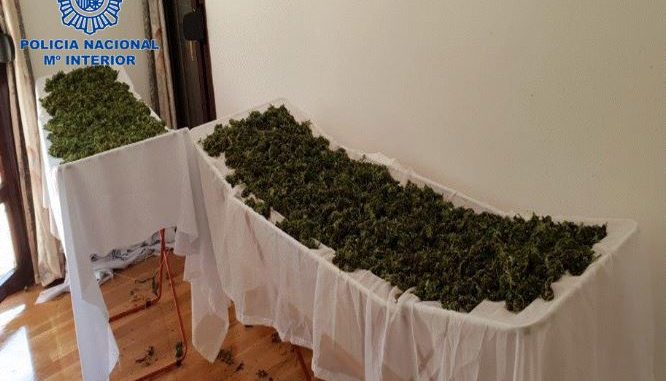 Detenido en Tierra Estella con más de 53 kilos de marihuana en su casa