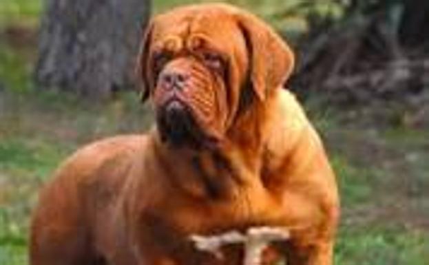 Mueren una madre y su hija atacadas por sus perros en Madrid