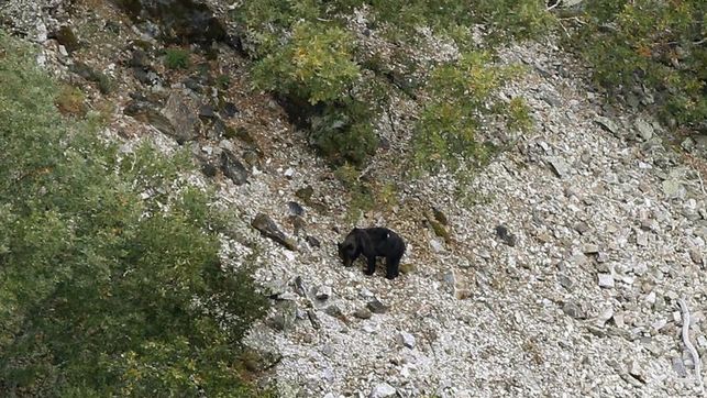 Oposición frontal de UAGN a la entrada de la osa en el Pirineo navarro