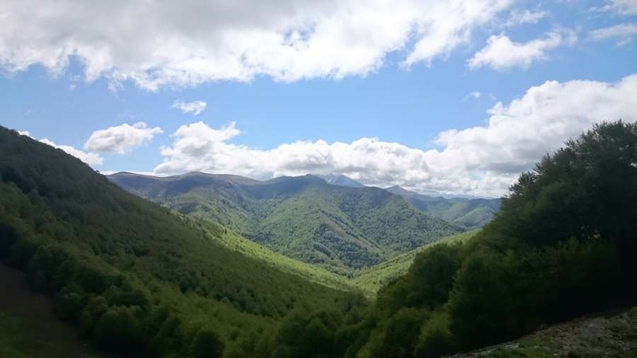 Primer ataque al ganado navarro de una de las osas liberadas por Francia