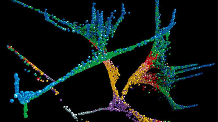 El desarrollo célula a célula, el hallazgo de 2018 según Science