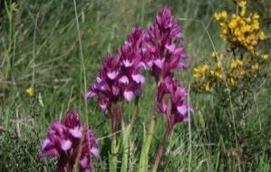 La fauna y la flora de Navarra, en un nuevo Catálogo de Especies Amenazadas