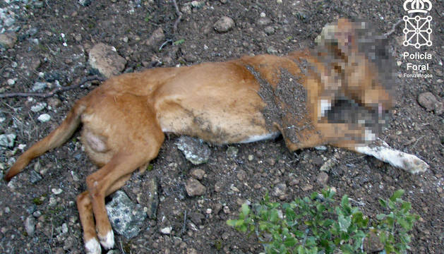 Condenado a 8 meses de cárcel por matar a un perro de un disparo en Olite