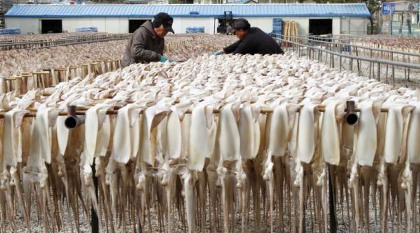 Los calamares podrían ser una alternativa al plástico