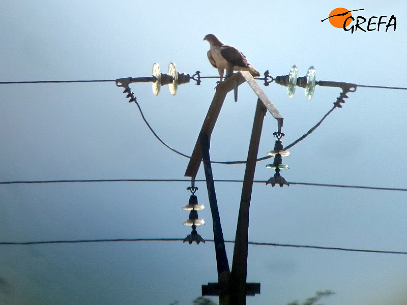 AQUILA a-LIFE ofrece cursos especiales para reducir la mortalidad de aves por electrocución