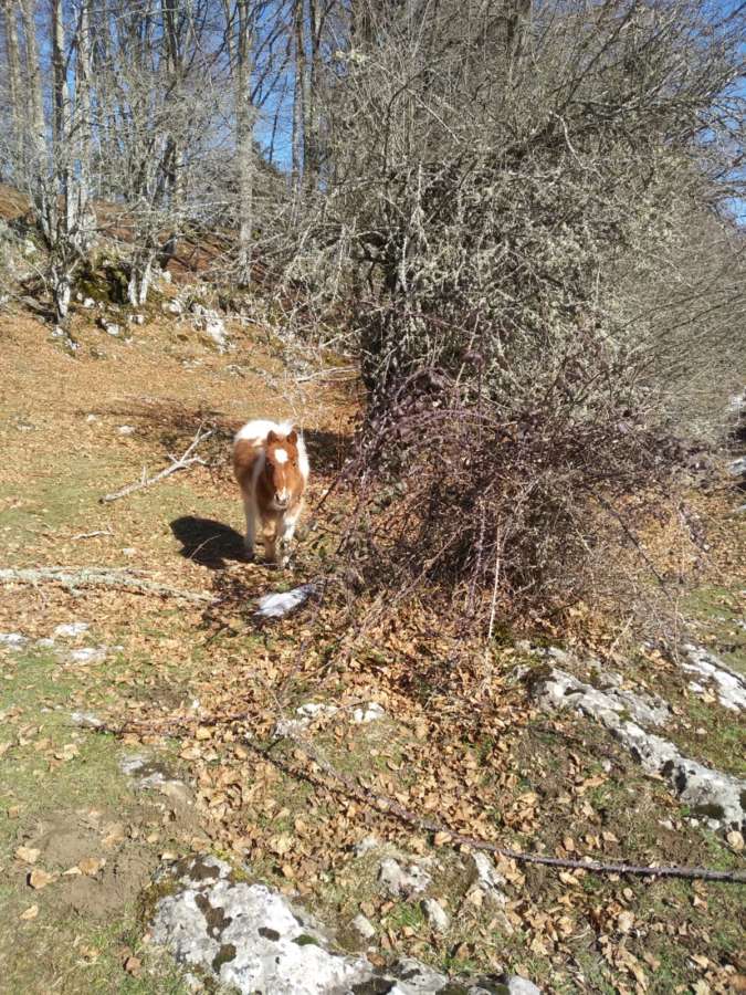 La Policía Foral retira un potro de la carretera N-121-C
