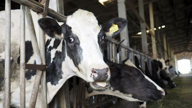 Detectado un caso del mal de las vacas locas tras 15 meses sin EEB en España