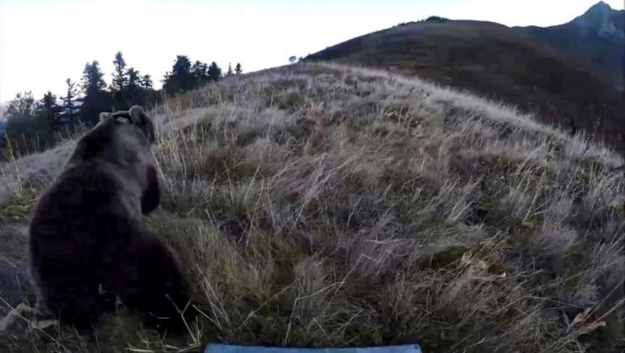 La vuelta del oso pardo al Pirineo, la polémica que nunca cesa