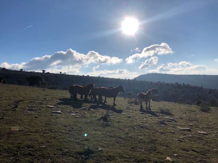 EDITORIAL: Le llamó orejotas el burro al caballo