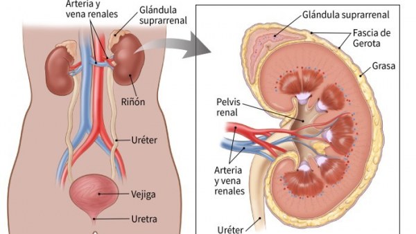 Los pacientes con sarcoma en fase avanzada sobreviven el doble que hace cinco años