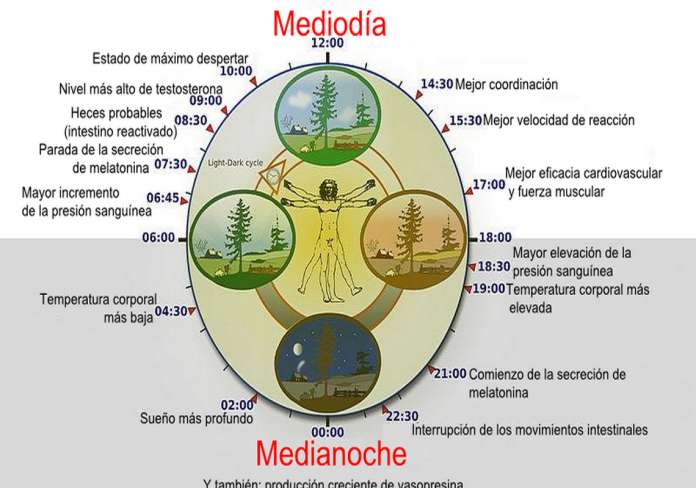 Alterar el ritmo circadiano puede prevenir trastornos neurológicos