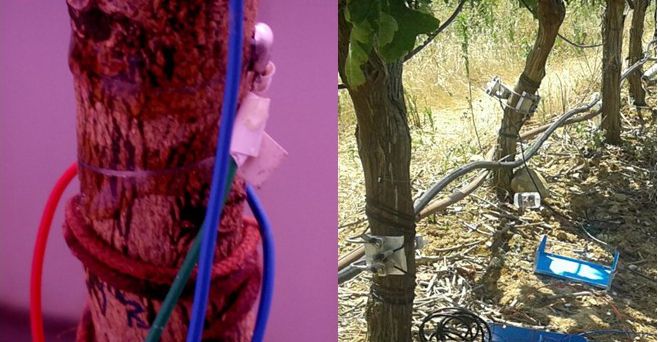 Diseñan unos sensores basados en tecnología magnética, de aplicación en agronomía e industria