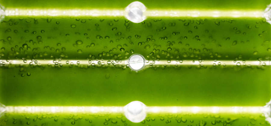 Científicos logran producir biodiésel a través de microalgas cultivadas